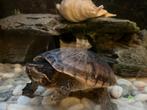 Muskusschildpad 2 st, Dieren en Toebehoren, Reptielen en Amfibieën | Toebehoren, Ophalen of Verzenden, Terrarium of Paludarium