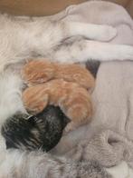 Onze diva heeft 3 prachtige kittens gekregen, Poes