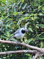 Gezocht! Witte kwikstaart man! (Ruilen tegen vrouw), Meerdere dieren, Tropenvogel