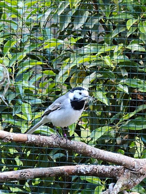 Gezocht! Witte kwikstaart man! (Ruilen tegen vrouw), Dieren en Toebehoren, Vogels | Overige Vogels, Tropenvogel, Meerdere dieren
