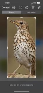 GEVRAAGD zanglijster pop 2025, Dieren en Toebehoren, Vogels | Duiven, Vrouwelijk