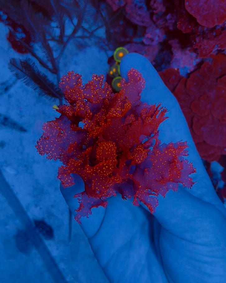 Halymenia Stipitata - ‘Atomic broccoli’ Macroalgae Zeewier, Dieren en Toebehoren, Vissen | Aquariumvissen, Zoutwatervis, Overige typen