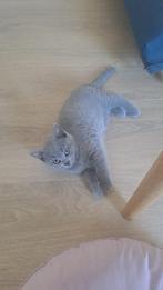 kittens te koop, Dieren en Toebehoren, Katten en Kittens | Raskatten | Korthaar, Poes, 0 tot 2 jaar