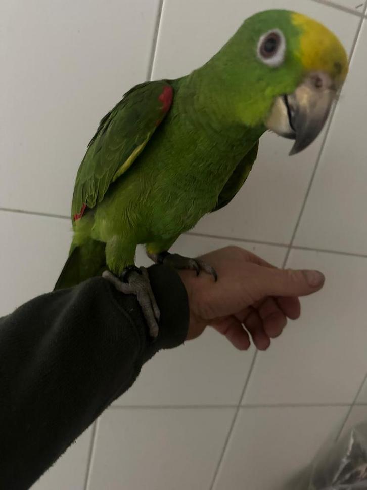 Tamme eigen kweek geelvoorhoofdamazone man 14 weken, Dieren en Toebehoren, Vogels | Parkieten en Papegaaien, Papegaai, Mannelijk