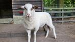 Veluws heideschaap (Ram), Dieren en Toebehoren, Schapen, Geiten en Varkens, Mannelijk, Schaap, 0 tot 2 jaar