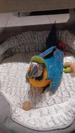 Tamme Blauwgele ara 15 weken oud, Dieren en Toebehoren, Vogels | Parkieten en Papegaaien, Vrouwelijk, Papegaai, Geringd