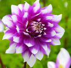 Diverse kleuren dahlia knollen, Tuin en Terras, Ophalen of Verzenden, Voorjaar, Volle zon, Knol