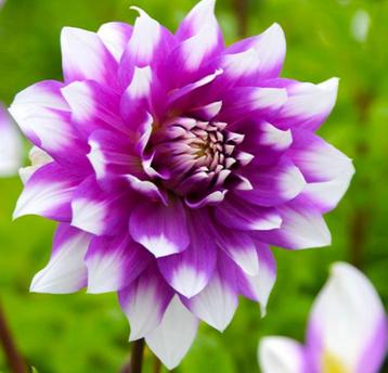 Diverse kleuren dahlia knollen  beschikbaar voor biedingen