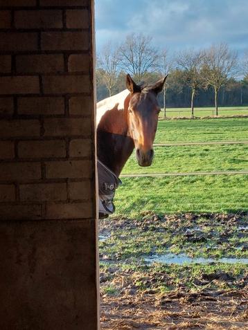 Plekje vrij in paardenrusthuis in Someren. beschikbaar voor biedingen