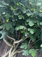 Vijgenboom! Heerlijke zoete vijgen, Tuin en Terras, Bloeit niet, Overige soorten, 100 tot 250 cm, Ophalen