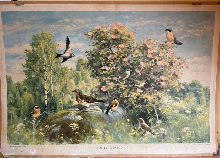 Oude Schoolplaat Bonte Wereld (kleine europese vogels), Antiek en Kunst, Antiek | Schoolplaten, Natuur en Biologie, Ophalen