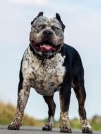 American Bully XL - Dekreu, Reu, 1 tot 2 jaar, CDV (hondenziekte), Eén hond