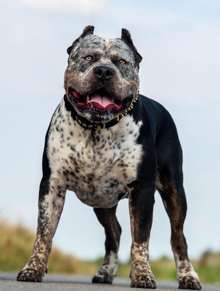 American Bully XL - Dekreu, Dieren en Toebehoren, Honden | Dekreuen, Reu, Particulier, Eén hond, Nederland, 1 tot 2 jaar, CDV (hondenziekte)