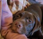 Lieve labrador pup, Ophalen, Nieuw