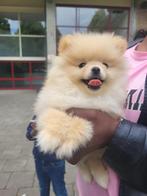 Pomeriaan pupy, Dieren en Toebehoren, Honden | Poolhonden, Keeshonden en Oertypen, Keeshond, Reu, 8 tot 15 weken, Eén hond