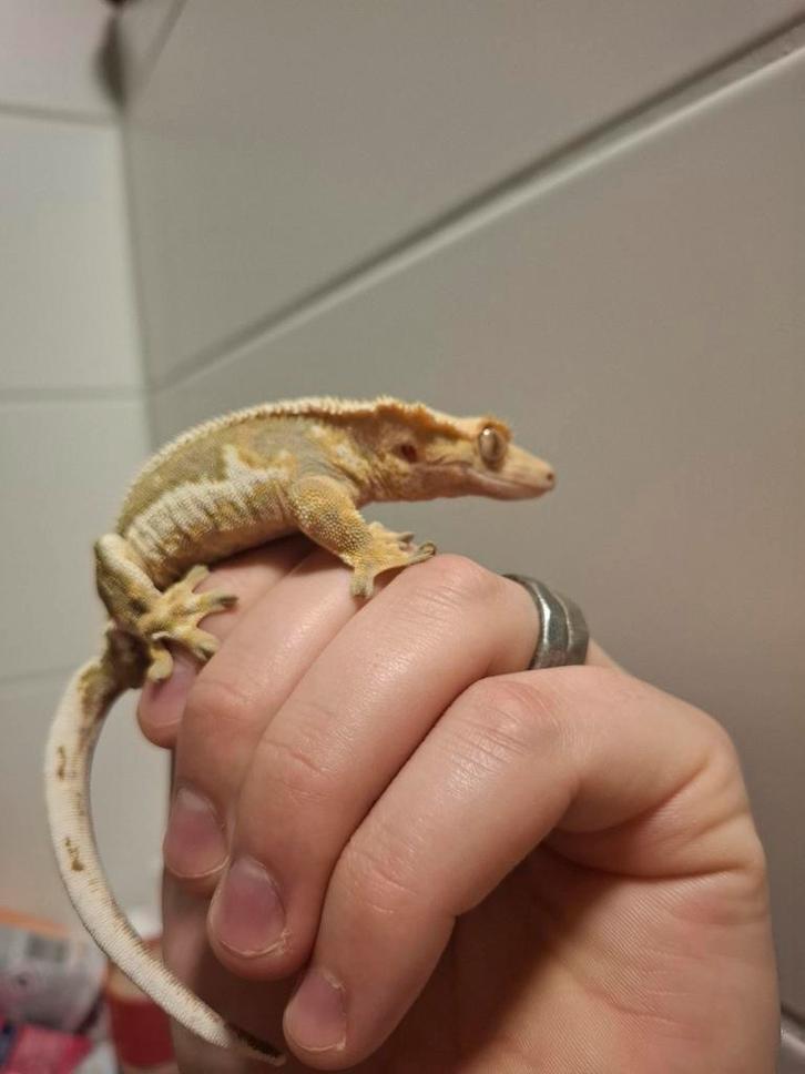 Lily White Wimpergekko Vrouw