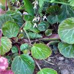 Een lage wintergroene bodembedekkende plant, Vaste plant, Halfschaduw, Zomer, Ophalen