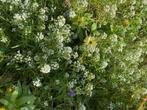zilverschildzaad plant, Volle zon, Eenjarig, Zomer, Ophalen