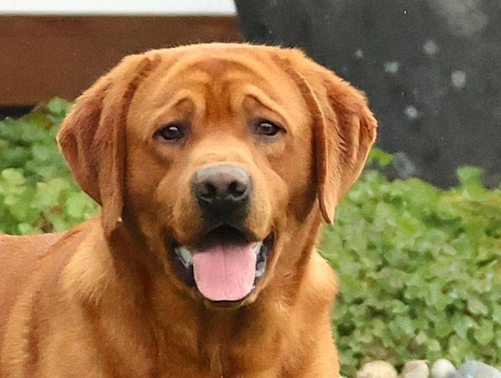 Labrador dekreuen met stamboom, Fox Red, Zwart, Bruin,Blond, Dieren en Toebehoren, Honden | Dekreuen, Reu, Particulier, Meerdere