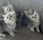 Britse korthaar kittens, Dieren en Toebehoren, Katten en Kittens | Raskatten | Korthaar, Meerdere dieren, Ontwormd, 0 tot 2 jaar