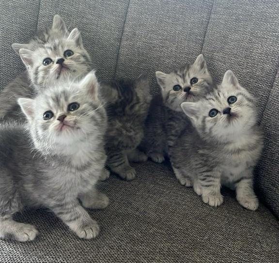 Britse korthaar kittens (katertjes ), Dieren en Toebehoren, Katten en Kittens | Raskatten | Korthaar, Meerdere dieren, 0 tot 2 jaar