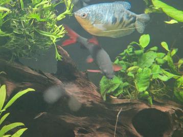 Labeo frenatus/roodvinhaai/regenbooghaai beschikbaar voor biedingen