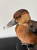 Gezocht: eendjes of fazanten voor taxidermie doeleind, Meerdere dieren, Eend