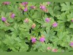 Geranium macrorrhizum – Ooievaarsbek, Tuin en Terras, Planten | Tuinplanten, Ophalen of Verzenden