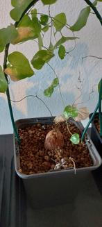 Dioscorea Elephantipes caudex, Huis en Inrichting, Ophalen of Verzenden, Vetplant, Volle zon, Minder dan 100 cm