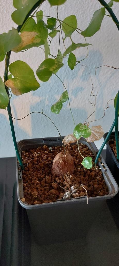 Dioscorea Elephantipes caudex, Huis en Inrichting, Kamerplanten, Vetplant, Minder dan 100 cm, Volle zon, Ophalen of Verzenden