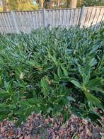 Laurierhaag te koop, Tuin en Terras, Planten | Struiken en Hagen, Ophalen, Laurier, Haag, 100 tot 250 cm