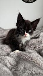 ragdoll maincoon mix kittens, Dieren en Toebehoren, Katten en Kittens | Raskatten | Langhaar, Meerdere dieren, 0 tot 2 jaar