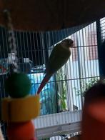 Pyrrhura molinae, Dieren en Toebehoren, Mannelijk, Parkiet