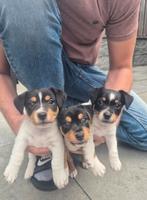 Jack russel pups, Dieren en Toebehoren, Honden | Jack Russells en Terriërs, Jack Russell Terriër, 8 tot 15 weken, Meerdere, Meerdere dieren