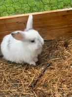 Hangoor konijnen te koop! Twee mannetjes, Dieren en Toebehoren, Konijnen, Meerdere dieren, Middelgroot, Hangoor