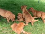 Foxred labrador pups redfox labradors, Dieren en Toebehoren, Reu, 8 tot 15 weken, Labrador retriever, Meerdere