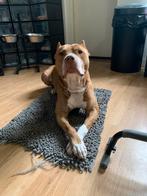 Pitbull, 6 jaar of ouder, Particulier, Rabiës (hondsdolheid), Reu