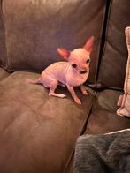 Dekreutje, Januari, Mannelijk