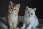 Prachtige britse korthaar kittens Golden Shell Chinchilla, Meerdere dieren, Ontwormd, 0 tot 2 jaar