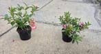 Weigelia in soorten, Volle zon, Vaste plant, Zomer, Ophalen