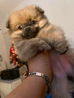 Mini jackrussel Pomeriaan teven creme sable, Dieren en Toebehoren, Honden | Chihuahua's en Gezelschapshonden, Overige rassen, 8 tot 15 weken