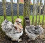 USA zijdehoenders, Dieren en Toebehoren, Pluimvee, Mannelijk, Kip