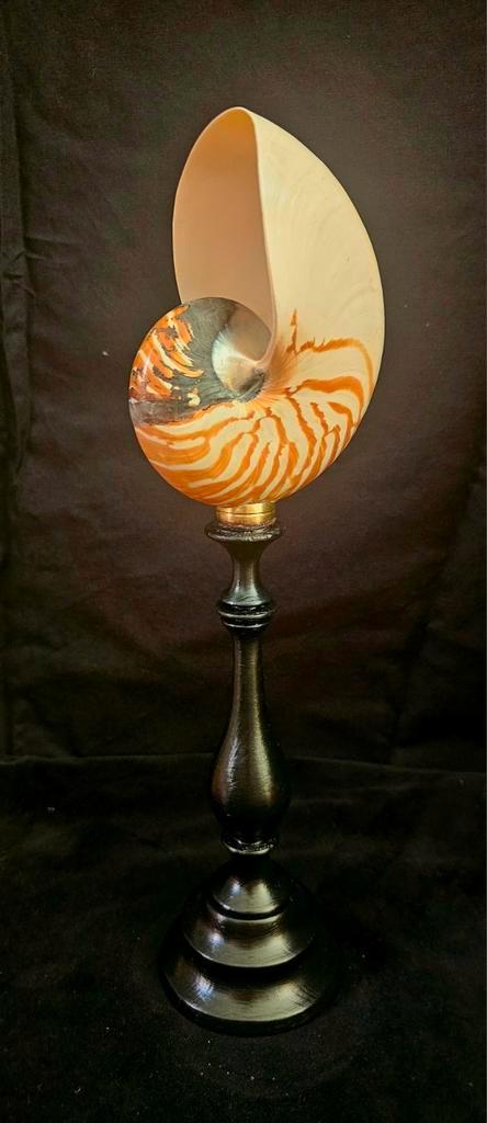 Tijger nautilus kamerschelp op standaard, Verzamelen, Dierenverzamelingen, Opgezet dier, Overige soorten, Ophalen of Verzenden
