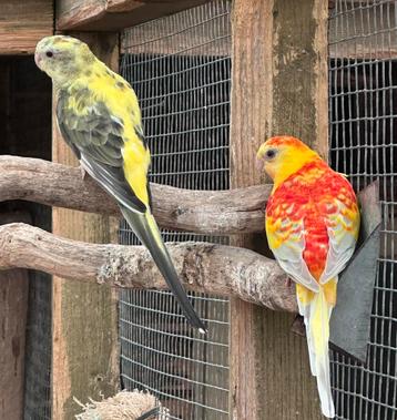 Roodruggen bont x opaline koppel beschikbaar voor biedingen