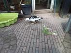 Musskeseend, Dieren en Toebehoren, Ophalen of Verzenden, Nieuw, Overige typen