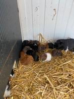 Baby cavia’s 🐹 hele lieve, Dieren en Toebehoren, Knaagdieren, September, Geslacht onbekend, Cavia