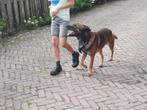 Mechelse herder dekreu aangeboden terdekking, Rabiës (hondsdolheid), Reu, Eén hond, 3 tot 5 jaar