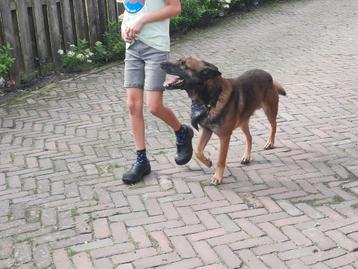 Mechelse herder dekreu aangeboden terdekking beschikbaar voor biedingen