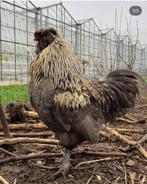 Haan, Dieren en Toebehoren, Mannelijk, Kip