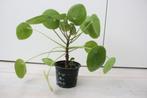 Grote Pilea peperomioides of pannekoekplant, Huis en Inrichting, Kamerplanten, Ophalen, Overige soorten, Halfschaduw, Minder dan 100 cm